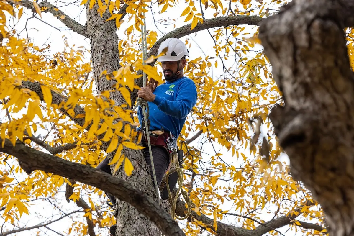 Skilled Dead Tree Removal crew working in Houck